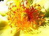 Flower_081.jpg