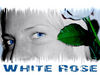 White_Rose.jpg